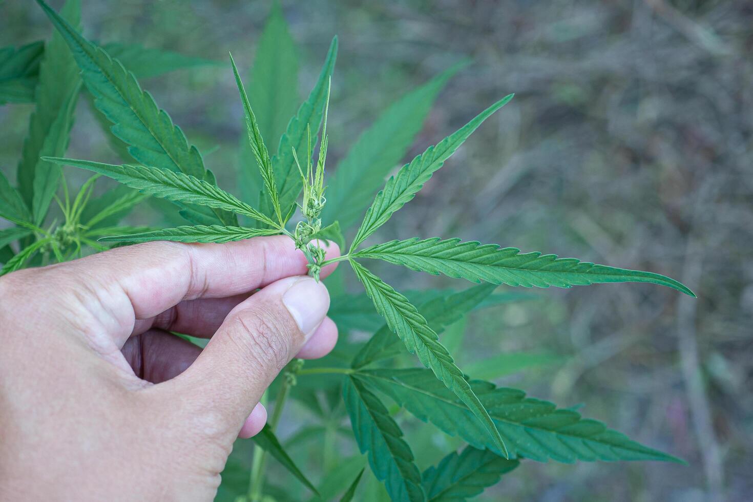 Close-up of hand woman picking cannabis plant growing at outdoors marijuana farm. The texture of marijuana leaves. Space for text. Close-up photo. Concept of cannabis plantation for medical photo