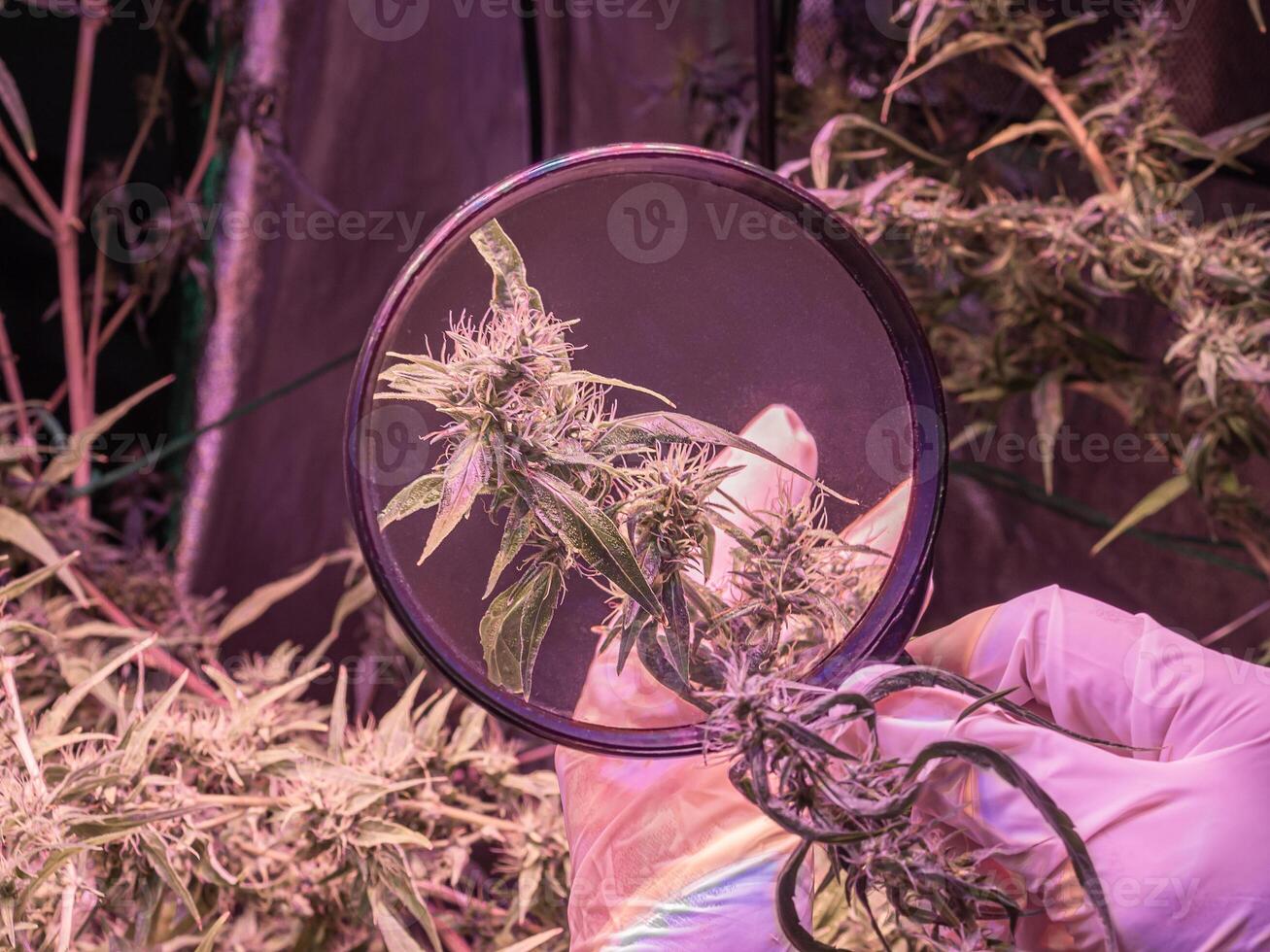 Hand holding a magnifying glass to look at the cannabis buds. Cannabis plants growing at indoor farms use LED light and a deep water culture system. Concept of cannabis plantation for medical photo