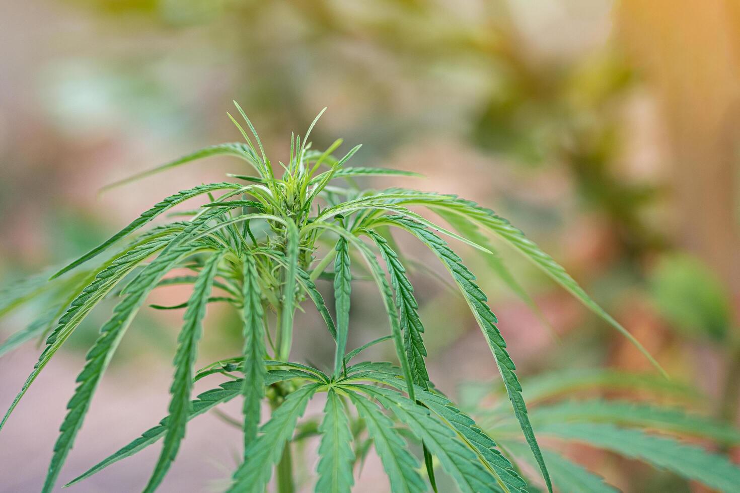 Close-up of cannabis plant growing at outdoor marijuana farm photo