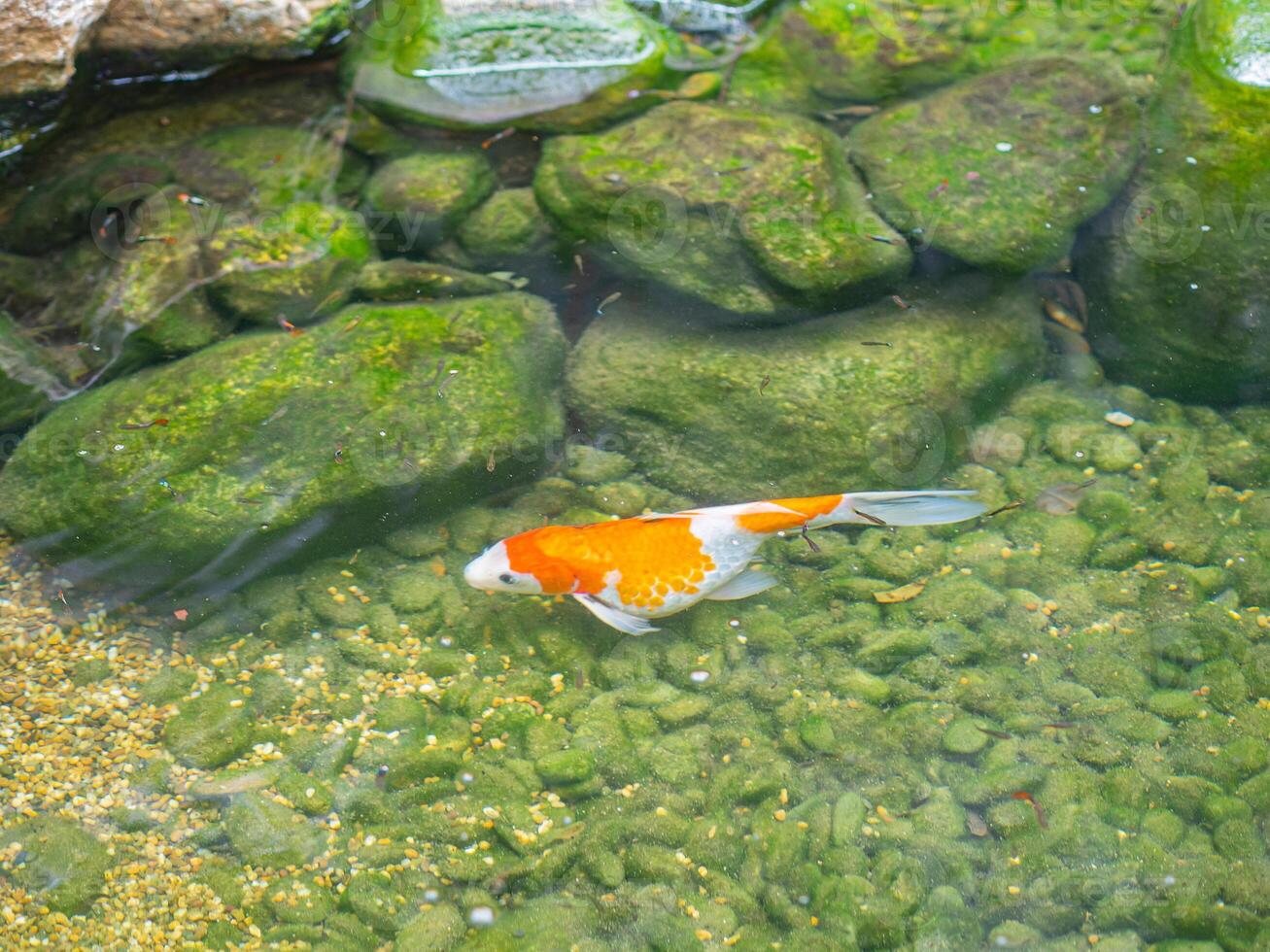 Koi carp or fancy carp in the tranquil pond water photo