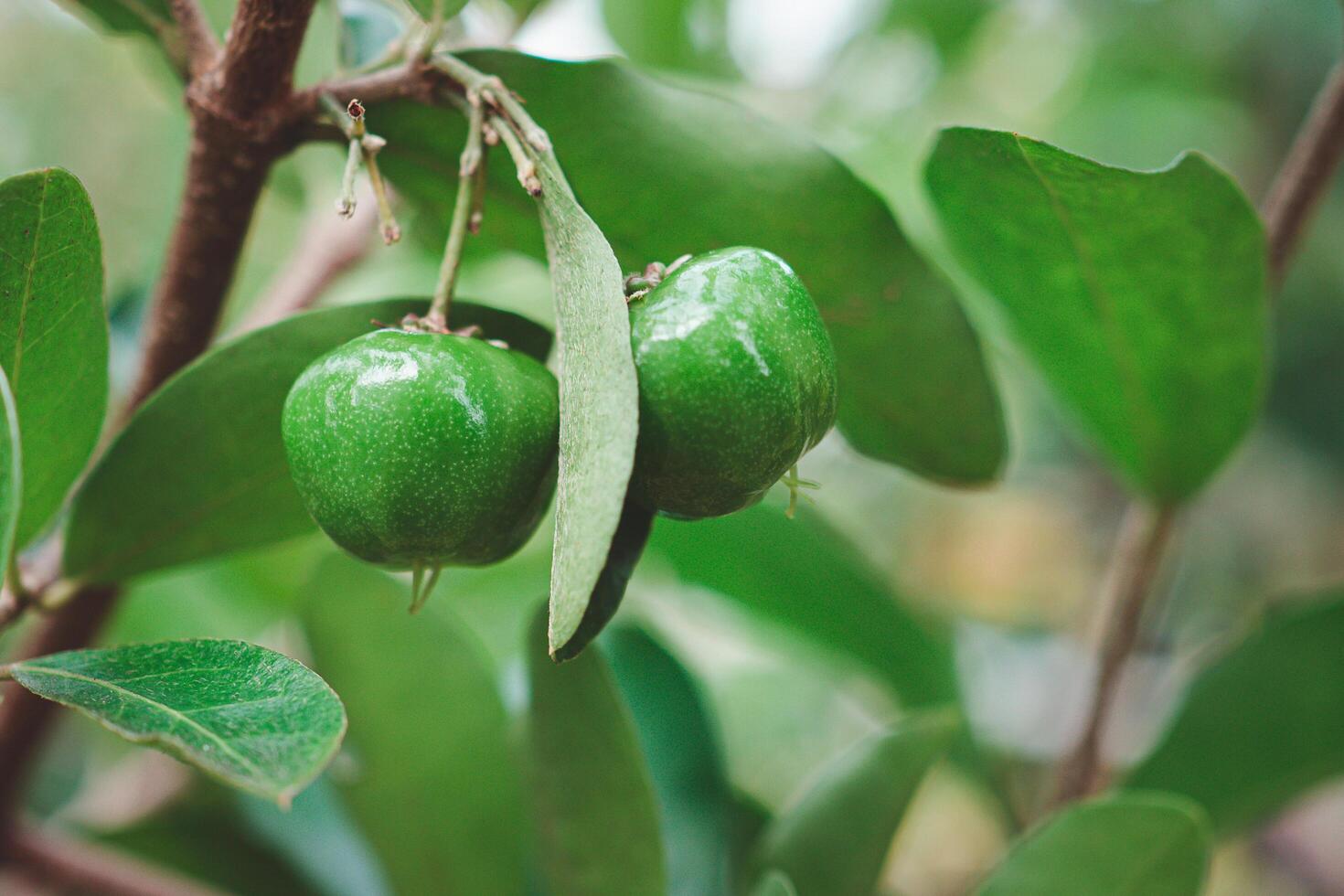 Close-up of unripe green cherries hanging from a branch with green leaves photo