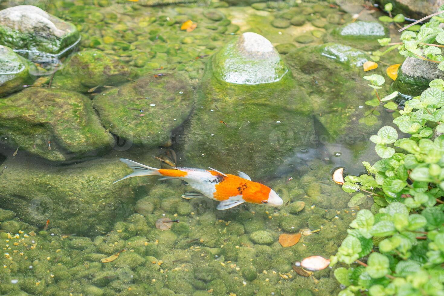 Colorful decorative koi fish or fancy carp float in pond photo