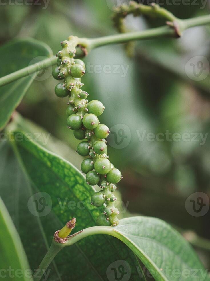 Close-up of black pepper plant growing at farm photo