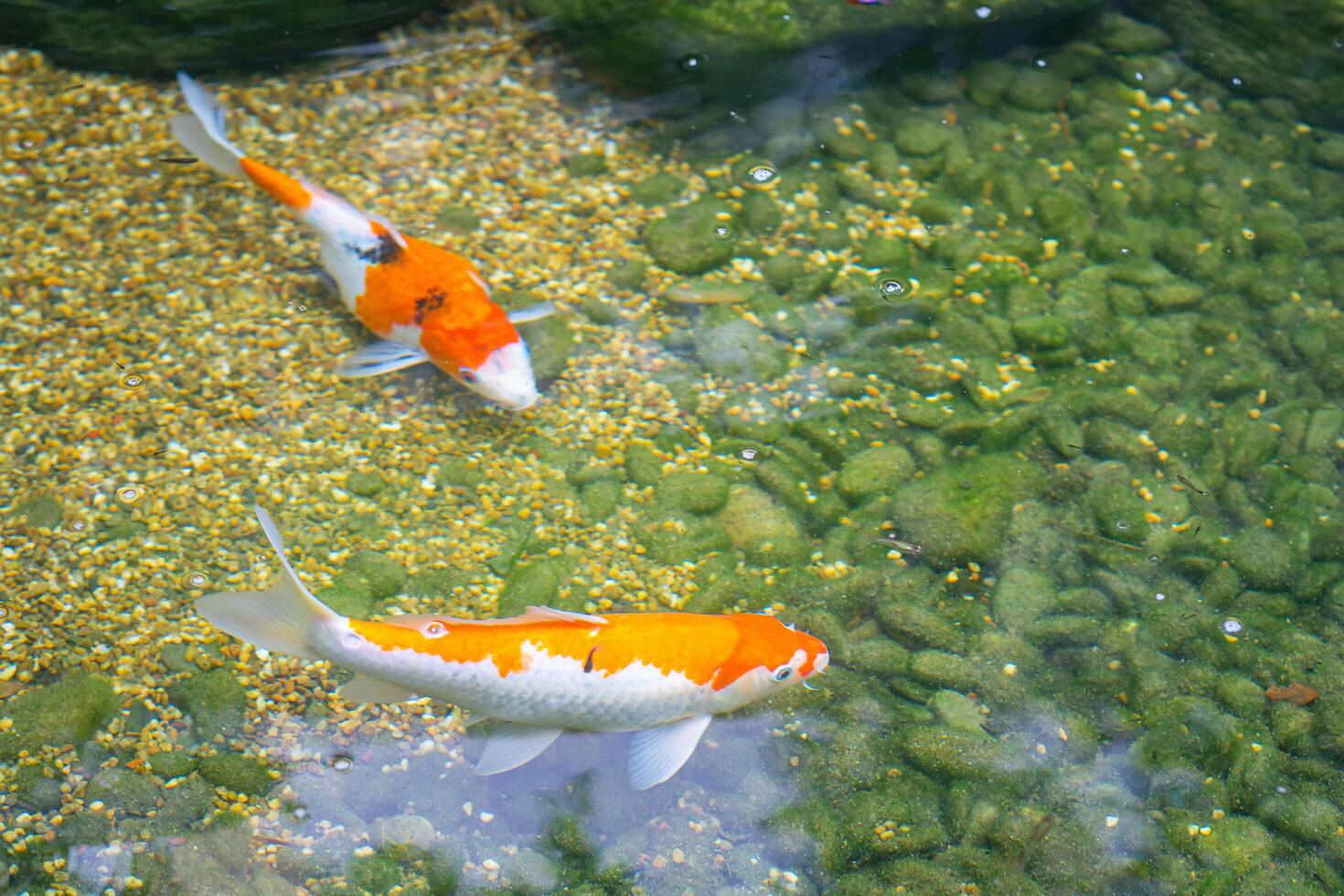 Colorful decorative koi fish or fancy carp float in pond photo