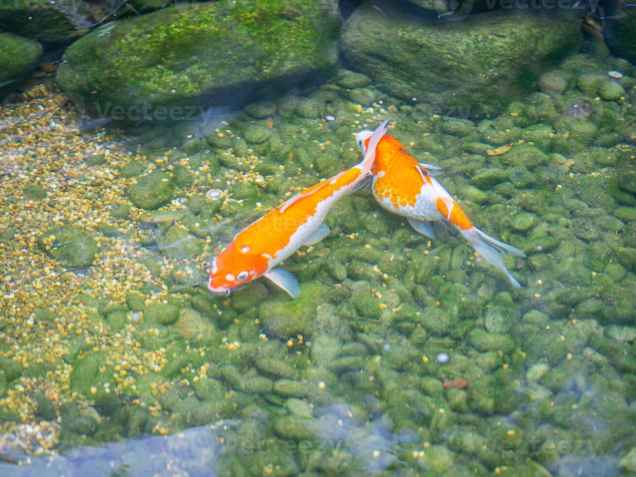 Colorful decorative koi fish or fancy carp float in pond photo