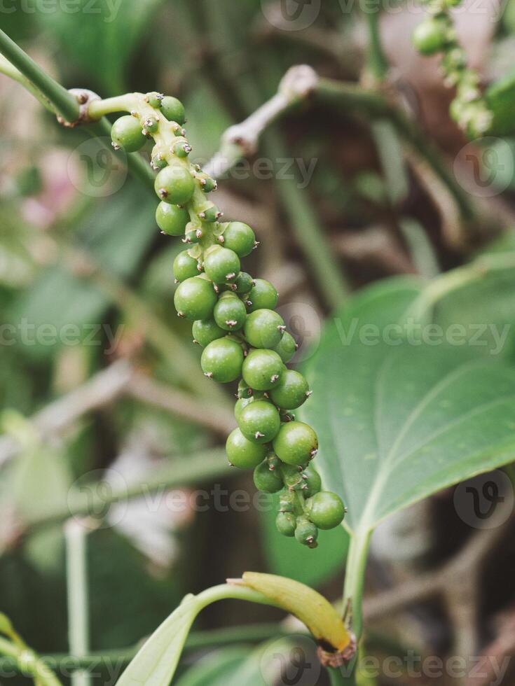 Close-up of black pepper plant growing at farm photo