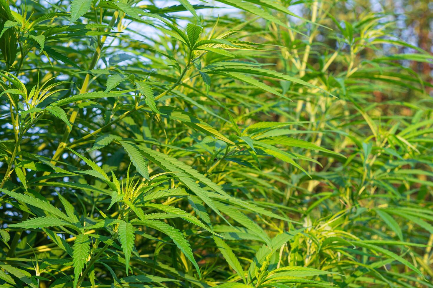 Close-up of cannabis plant growing at outdoors marijuana farm. The texture of marijuana leaves. Space for text. Concept of cannabis plantation for medical photo