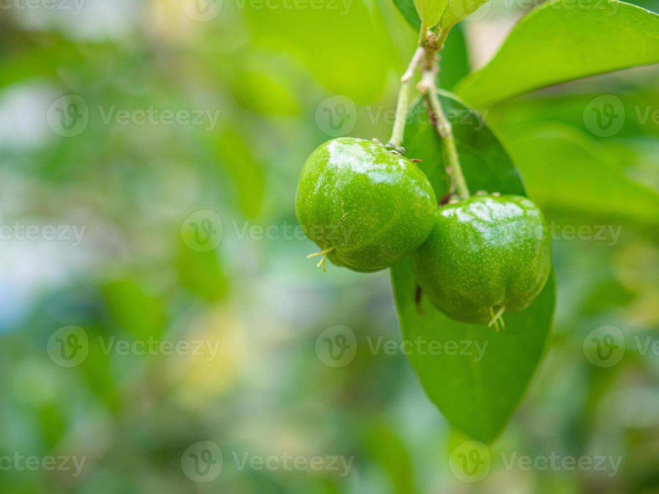 Close-up of unripe green cherries hanging from a branch with green leaves photo