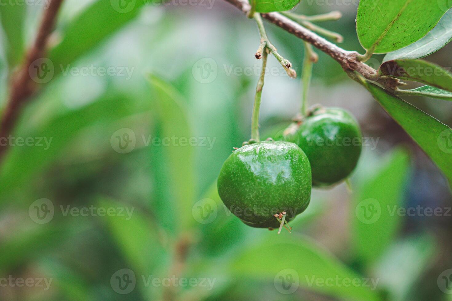 Close-up of unripe green cherries hanging from a branch with green leaves photo