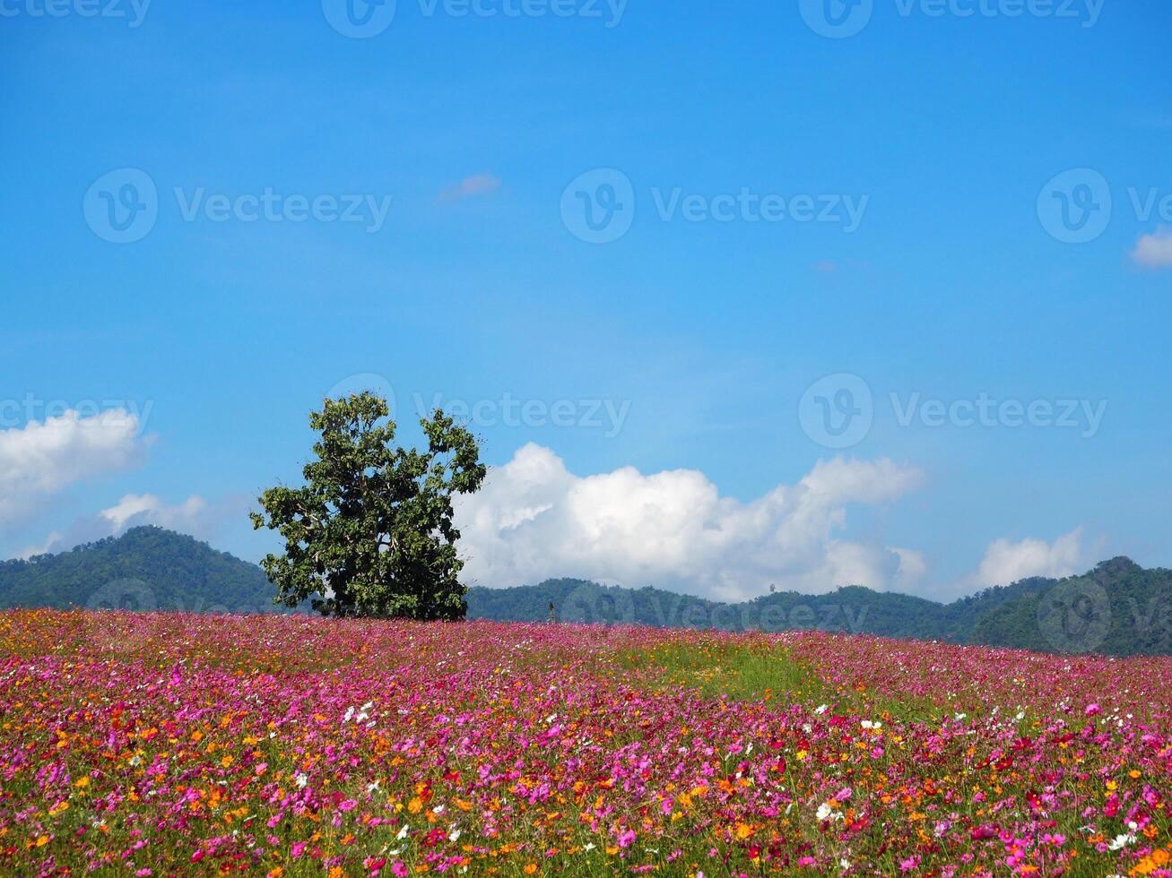 Landscape of colorful cosmos flowers are blooming with mountains background photo