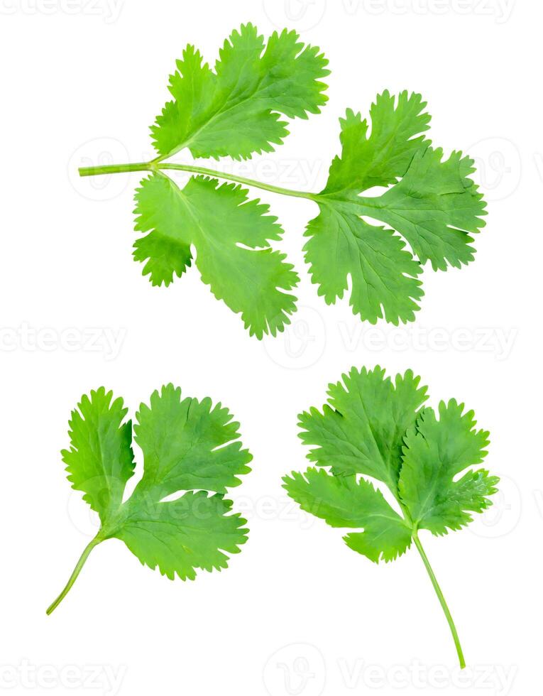 Top view set of fresh green coriander or Chinese parsley leaves isolated on white background with clipping path photo