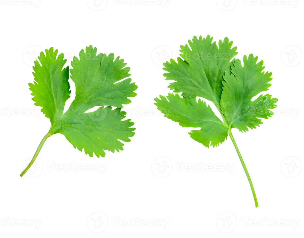 Top view set of fresh green coriander or Chinese parsley leaves isolated on white background with clipping path photo