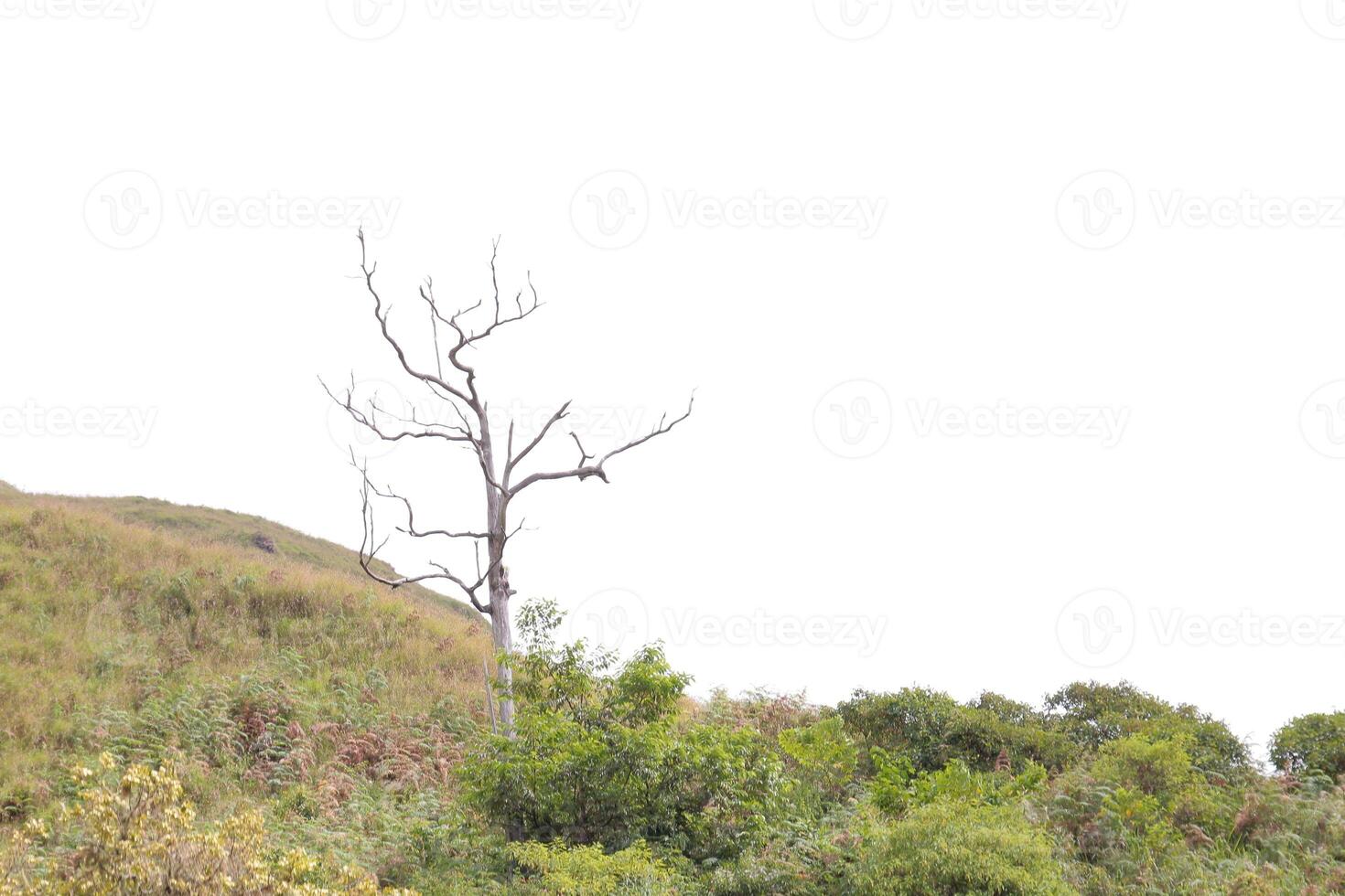A tree with no leaves is standing in a foggy forest photo