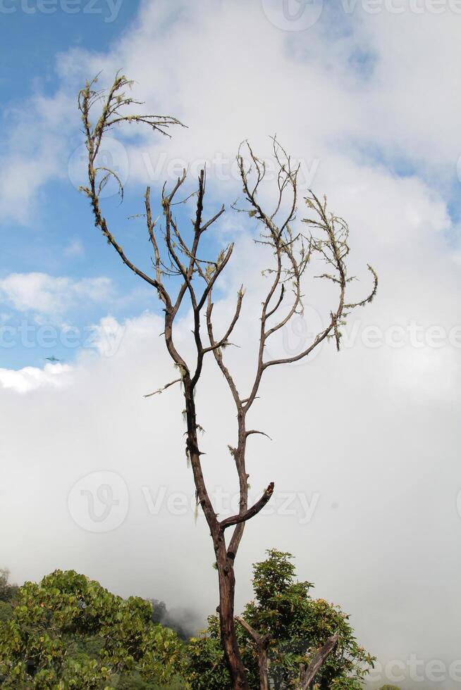 A tree with no leaves is standing in a foggy forest photo