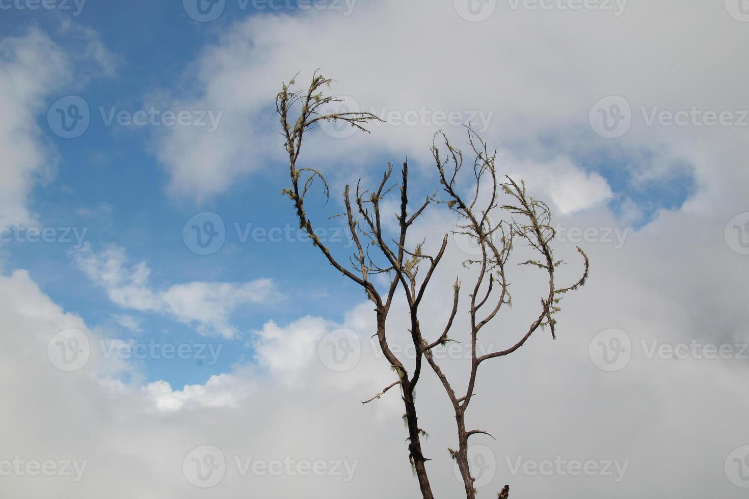 A tree with no leaves is standing in a foggy forest photo