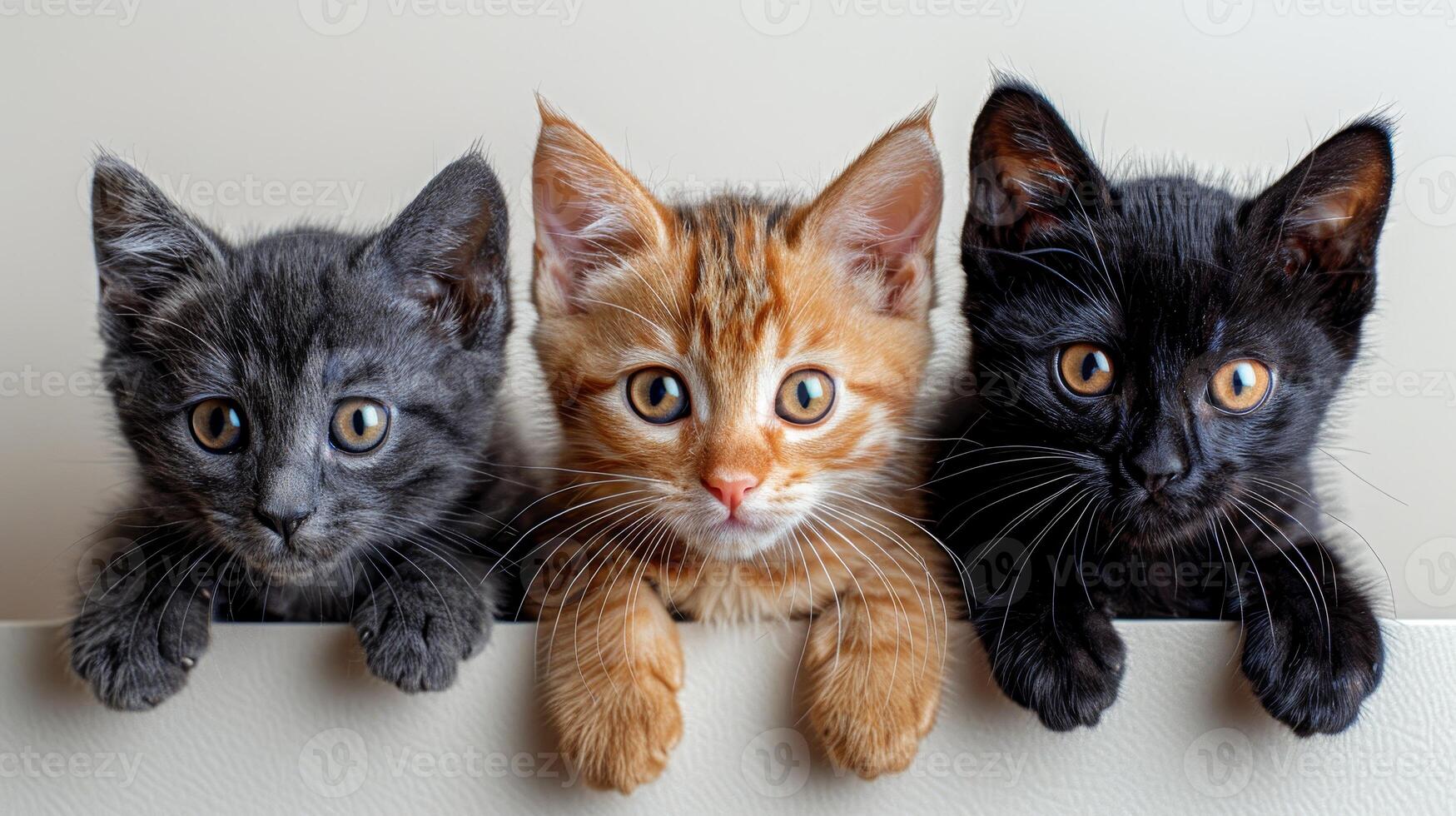 Tres gatitos son en pie en un blanco junta, con uno negro y dos naranja  46775777 Foto de stock en Vecteezy