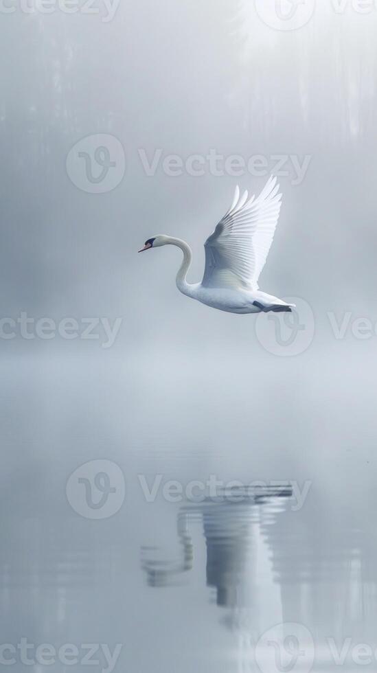 Serene Swan Gliding Across Misty Lake at Sunrise photo