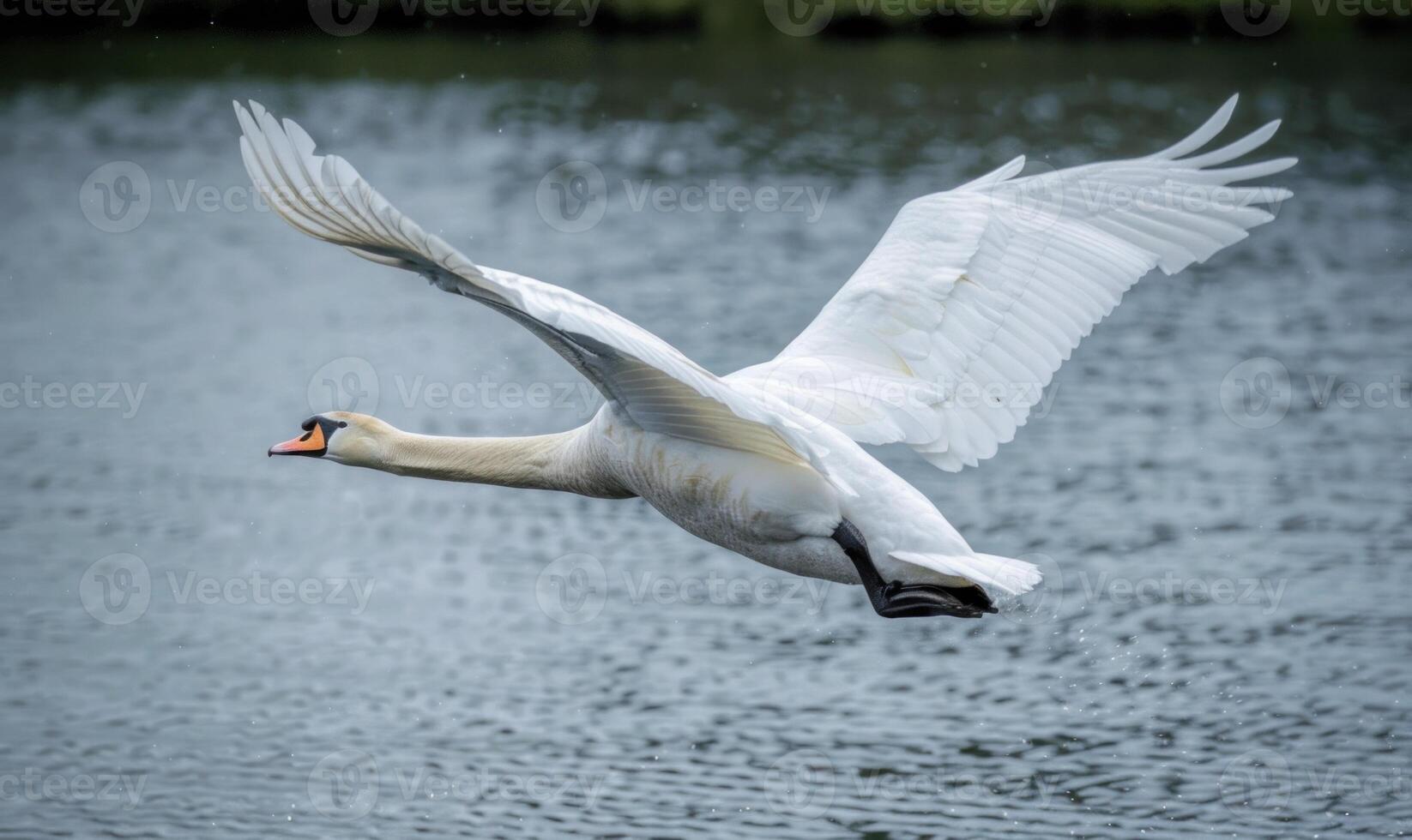 Majestic White Swan Gracefully Gliding Across Tranquil Lake photo