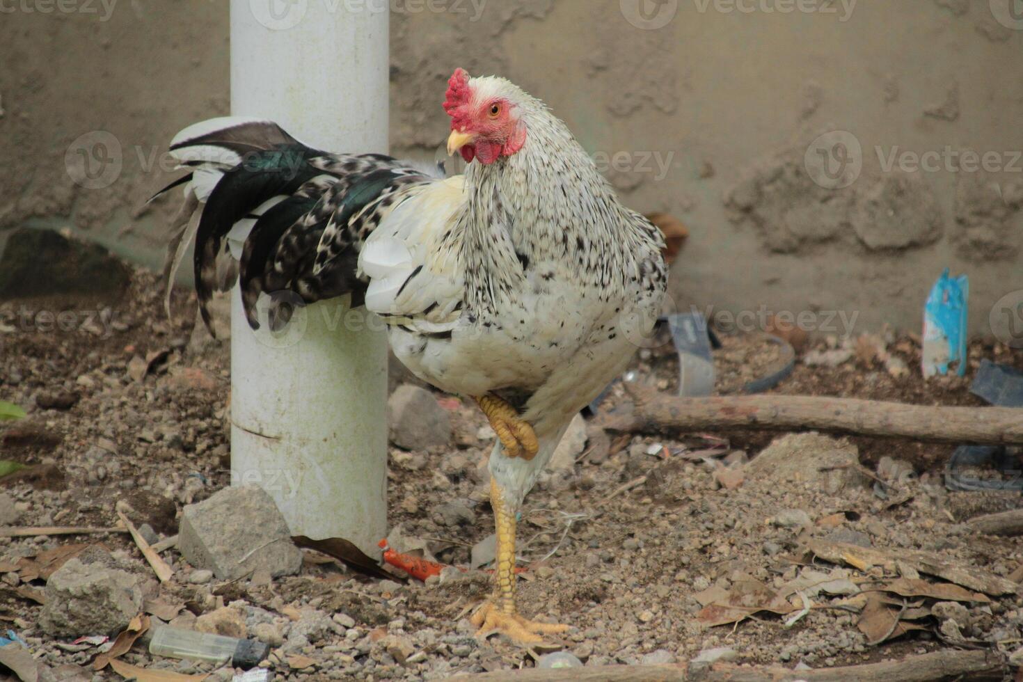 White rooster with red comb in the yard photo
