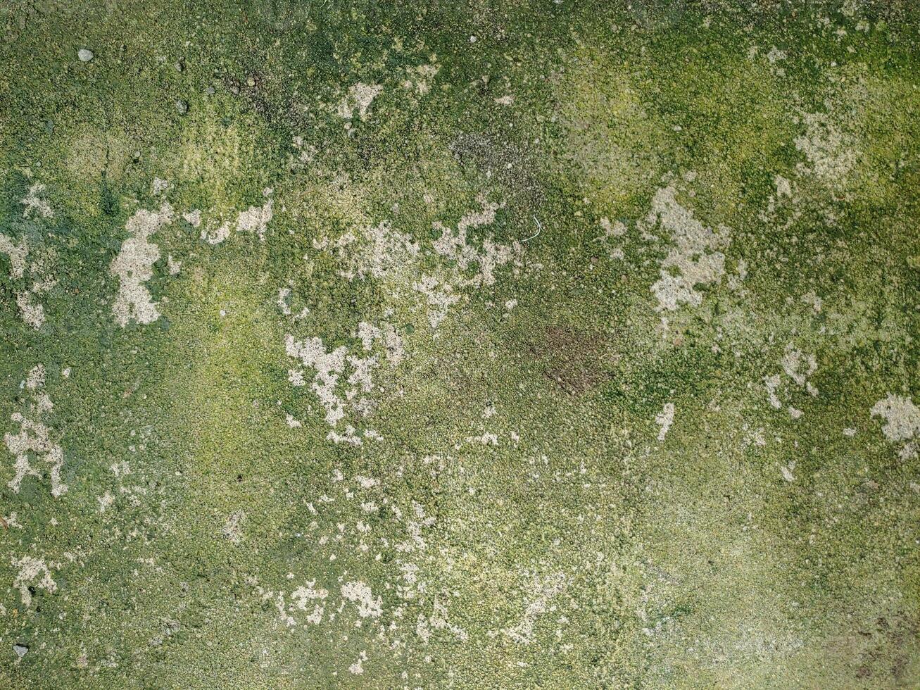 Old Wall Covered in Moss photo