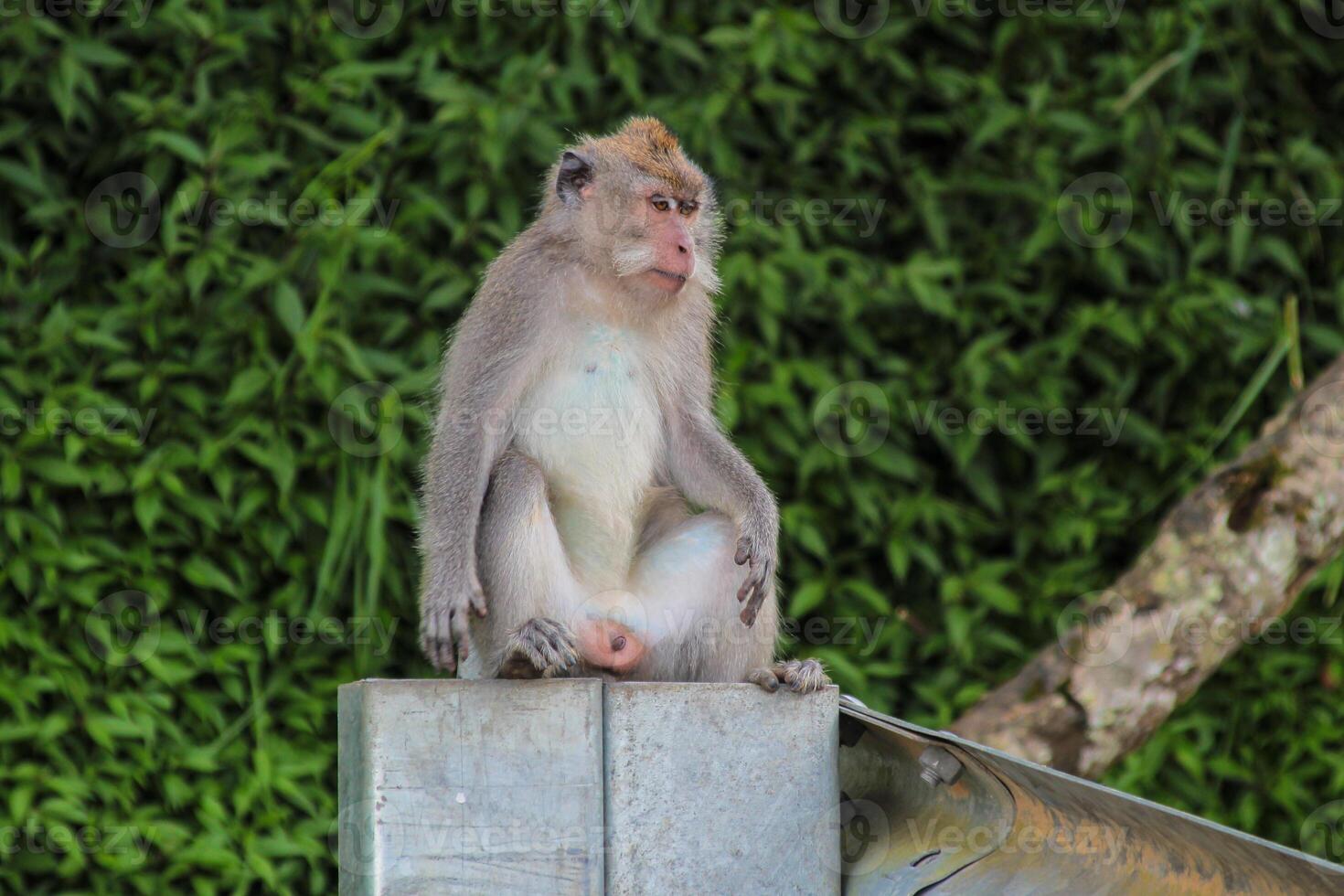 A monkey is sitting on the roadside barrier photo