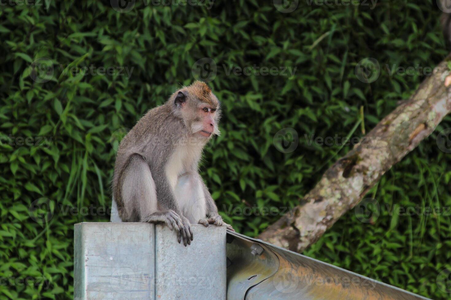 A monkey is sitting on the roadside barrier photo