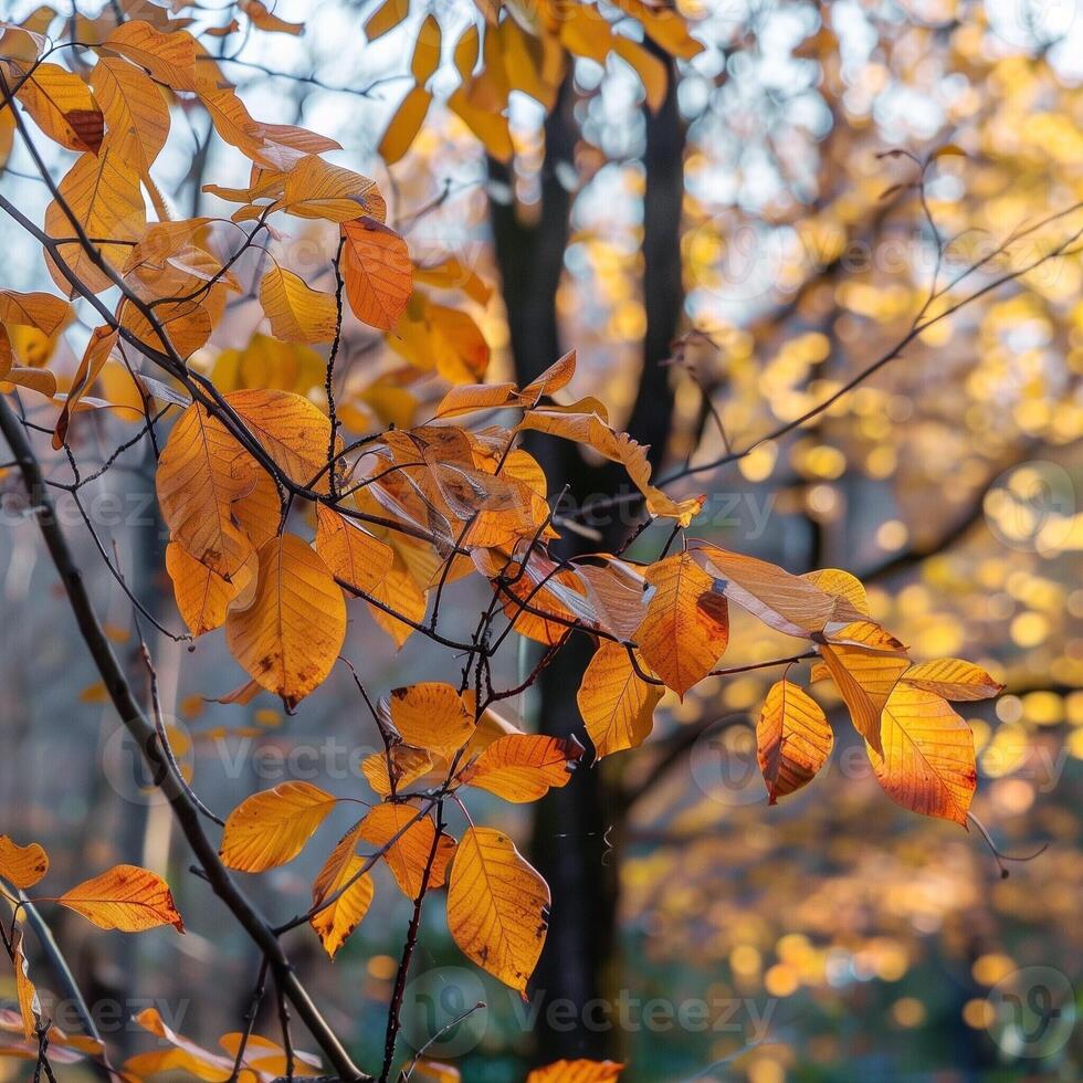 Colorful autumn leaves on a tree in a city park. Bright yellow, orange and gold autumn leaves. Romantic and beautiful time of year. Autumn landscape. photo