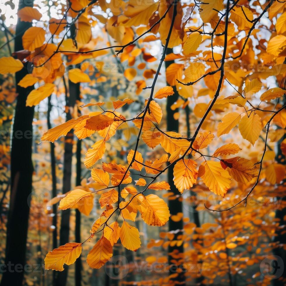 Colorful autumn leaves on a tree in a city park. Bright yellow, orange and gold autumn leaves. Romantic and beautiful time of year. Autumn landscape. photo