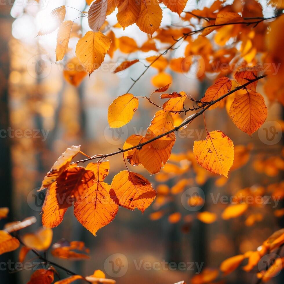 Colorful autumn leaves on a tree in a city park. Bright yellow, orange and gold autumn leaves. Romantic and beautiful time of year. Autumn landscape. photo