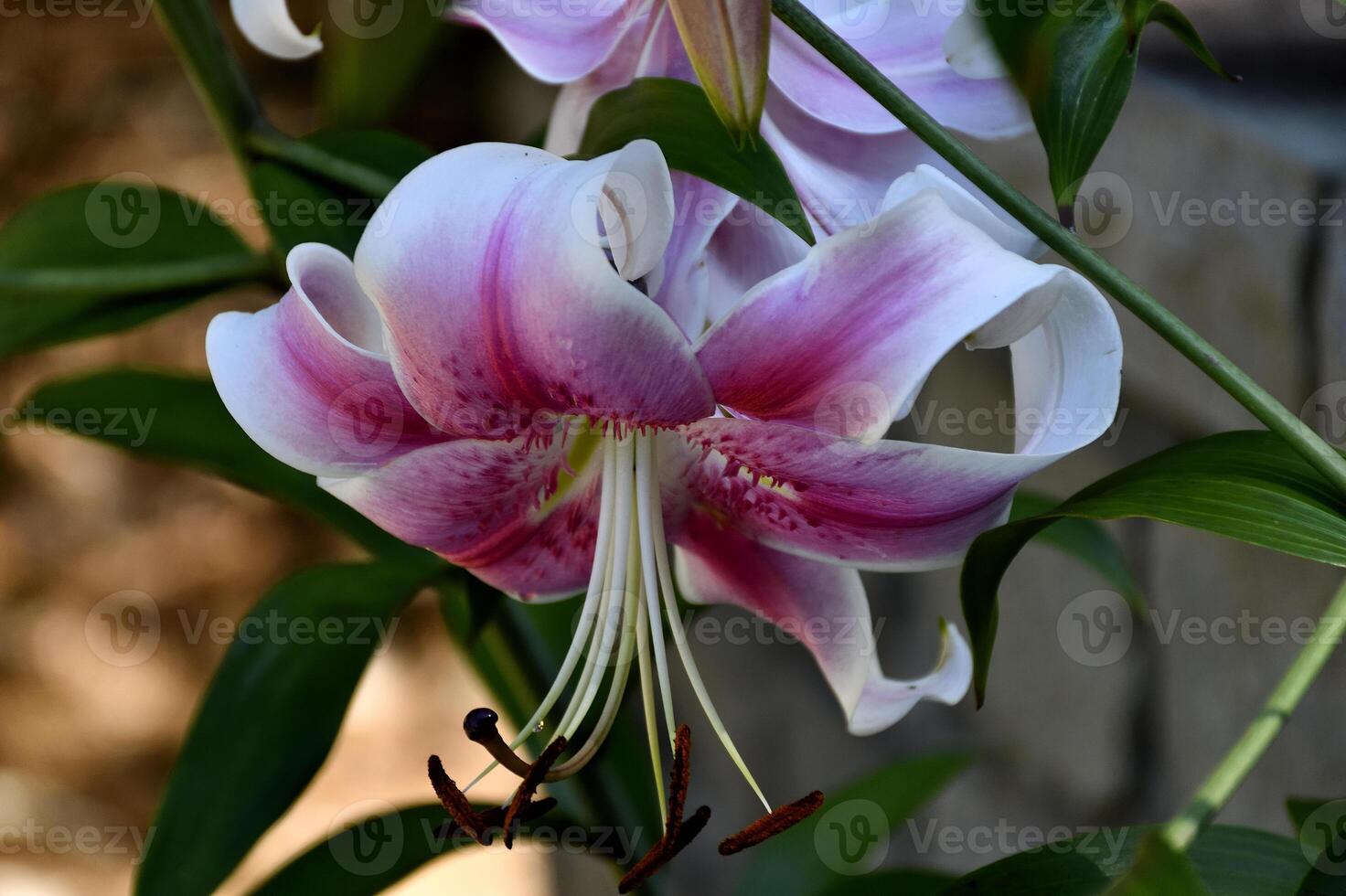 Vibrant Lily Flower at garden area photo