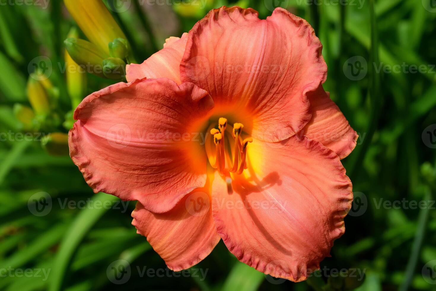 Macro image of a vibrant color Daylily flower photo