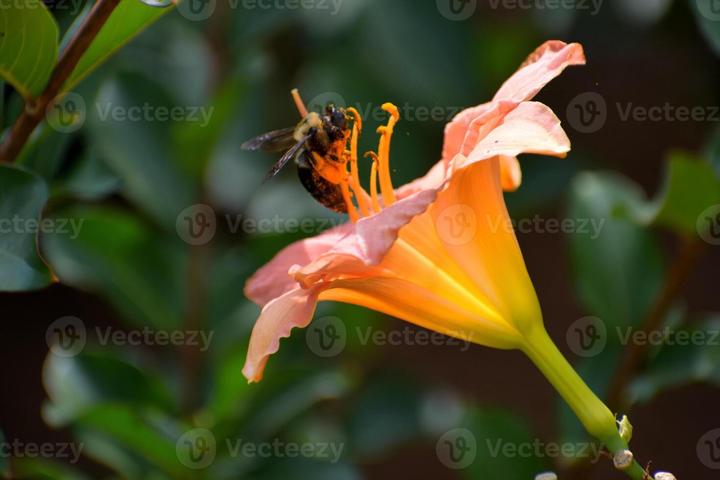 Bumble bee hovering over lily flower photo