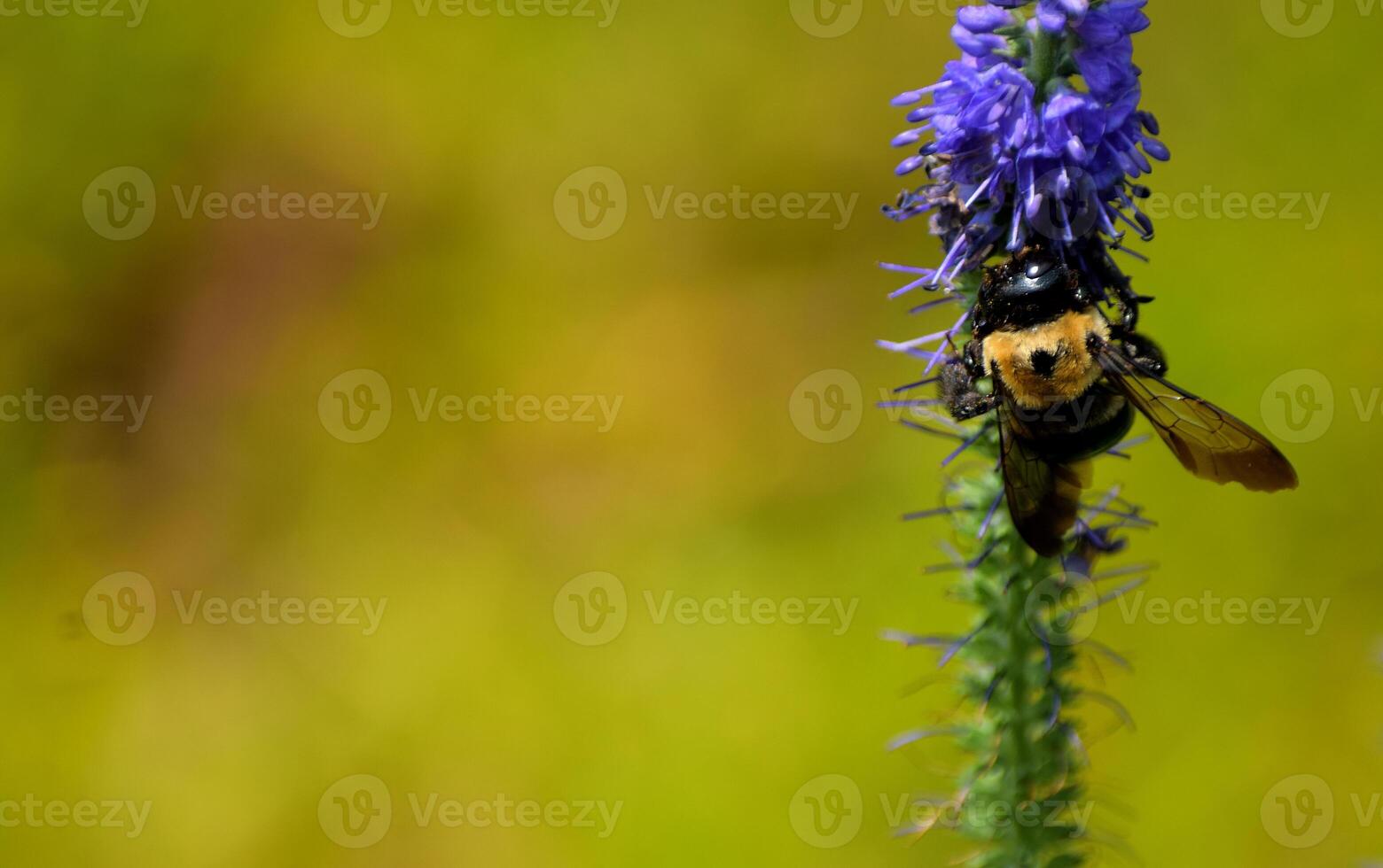 Macro image showing a bumble bee on blazing star flower photo