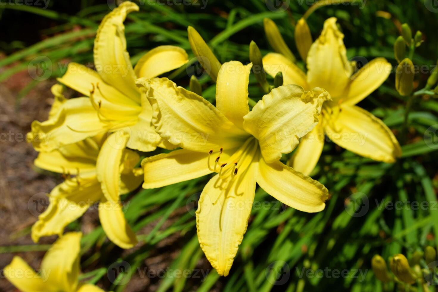 Macro image showing bright yellow lily flowers photo