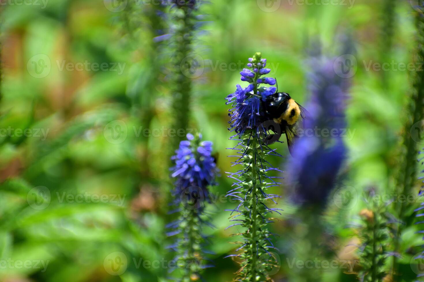 Macro image showing a bumble bee at Blue Blazing Star flower photo
