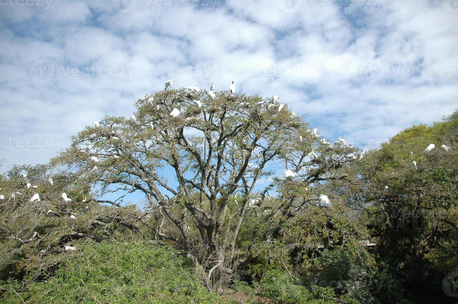 Tropical birds on top of trees Florida marshland photo