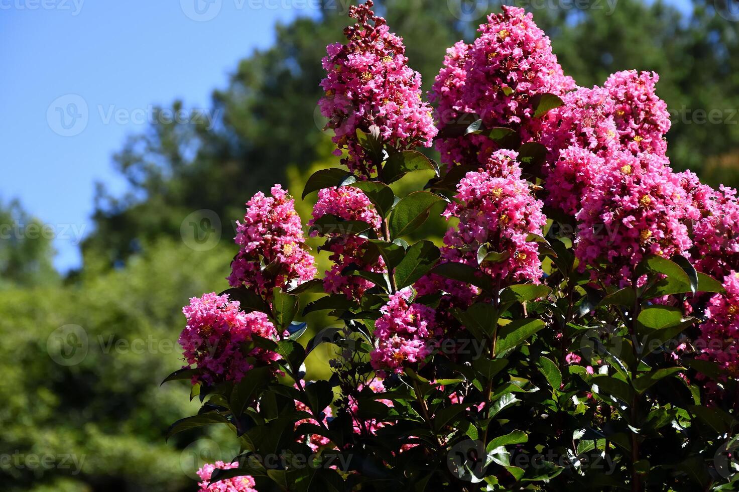 Vibrant crepe myrtle tree flowers photo