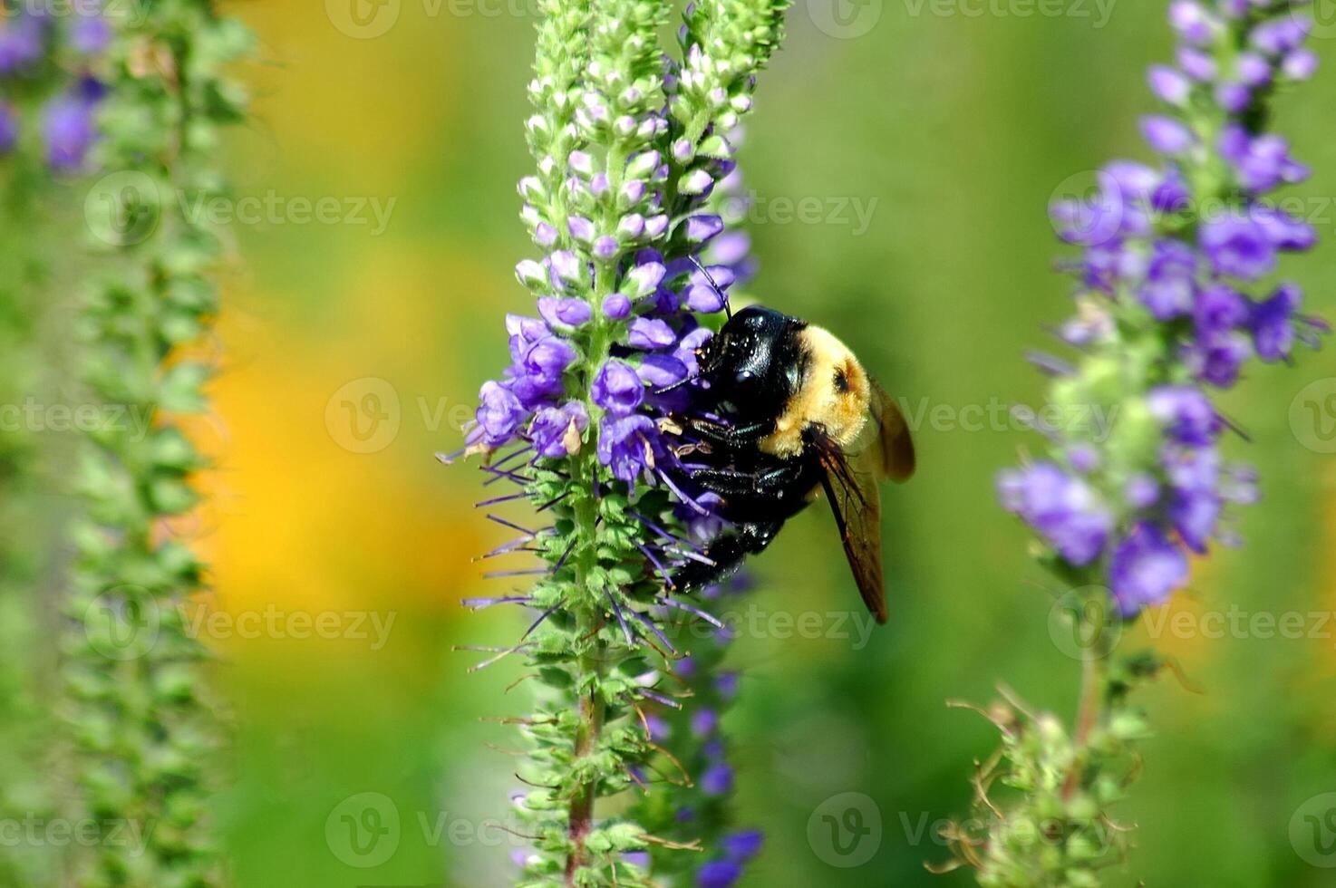 Bumble bee on flower plant photo