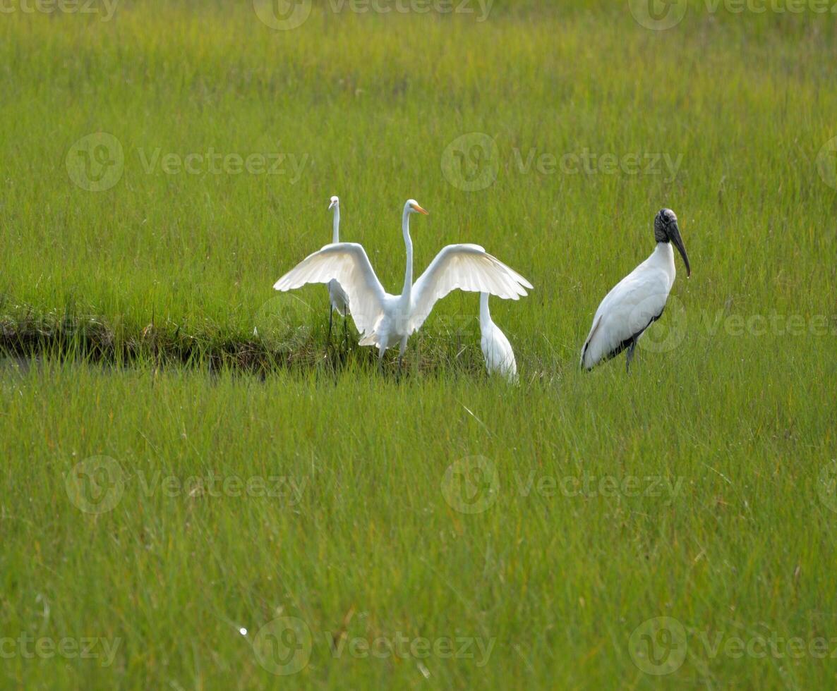 Tropical birds in the wild at marshland St. Augustine, Florida photo