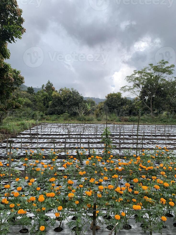 Marigold flower field with overcast sky photo