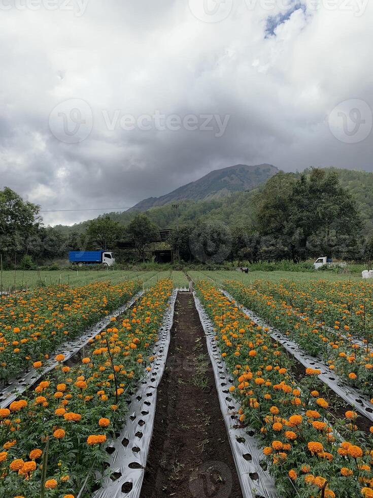 Marigold Flower Farm with Scenic Hills photo