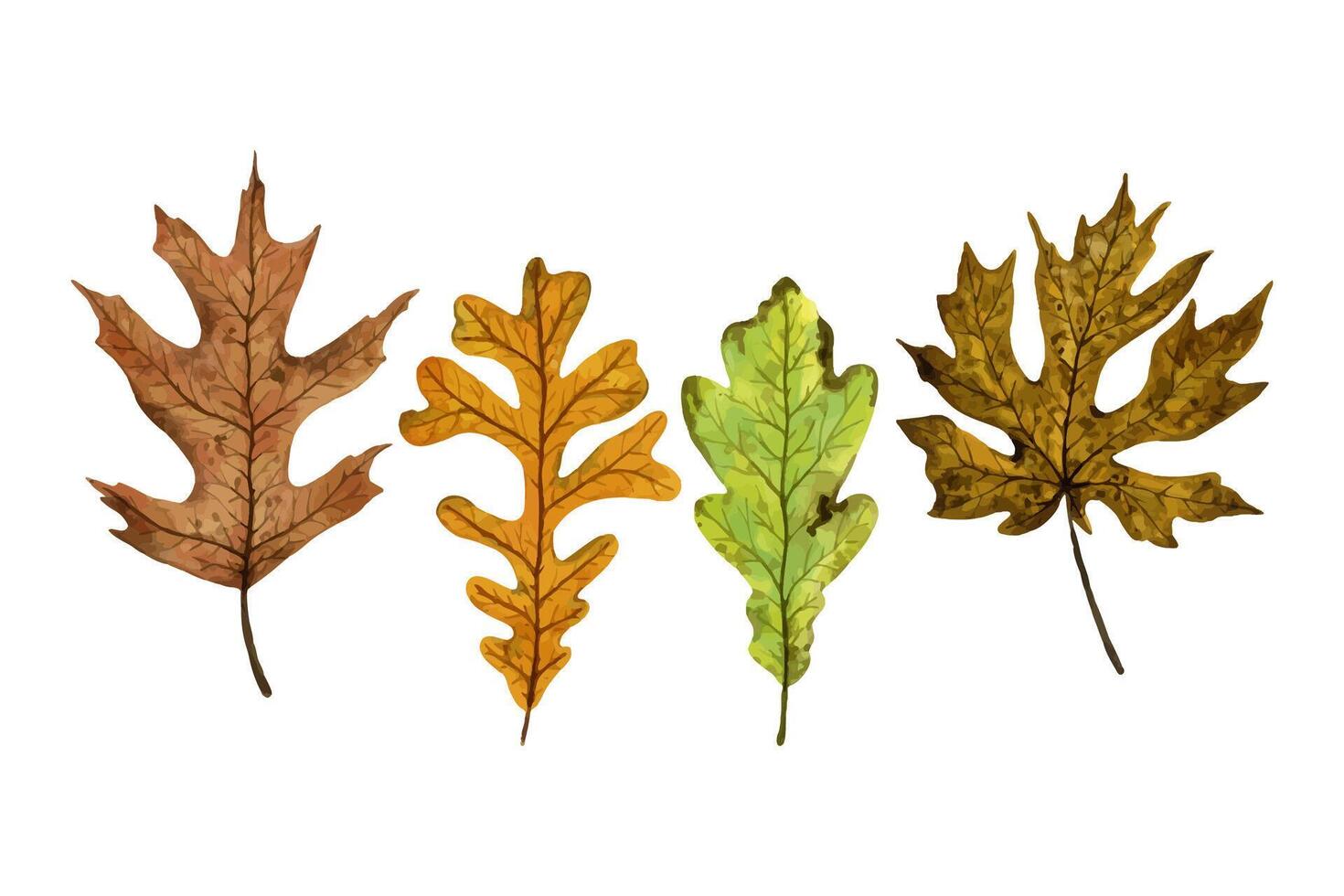 A set of autumn leaves maple, oak, hand drawn watercolor illustration isolated on white background. For design of patterns, textiles, stickers, postcards, greeting cards, invitations. vector
