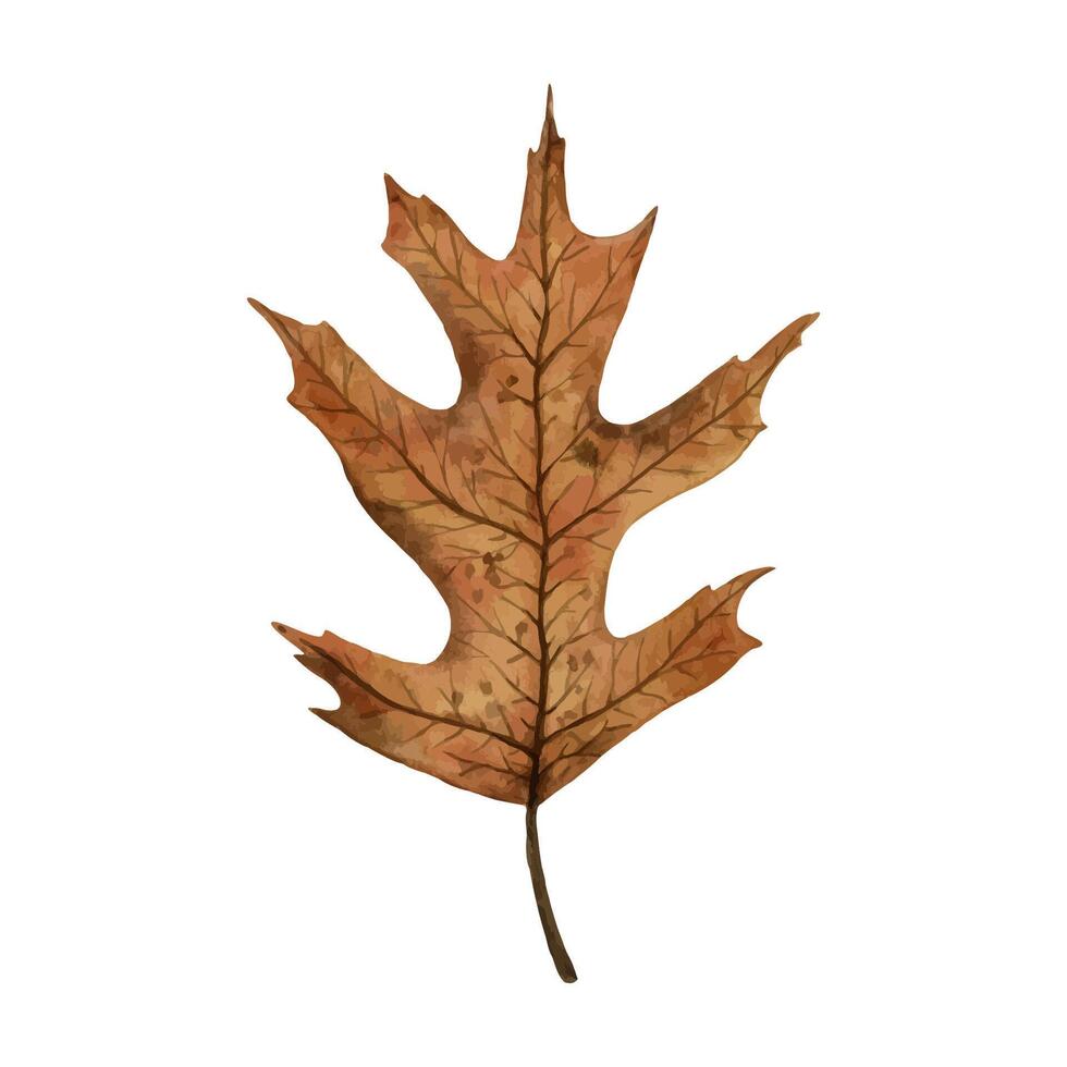 Bright and vivid autumn leaf of a red oak tree, hand drawn watercolor illustration isolated on white background. For design of postcards, greeting cards, invitations, textiles, prints, backgrounds. vector
