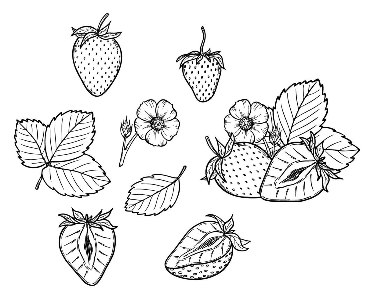 strawberry line art illustration set with berries, leaves and flowers, hand drawn botanical outline drawing, monochrome sketch. Design elements for coloring book, background, pattern, packaging vector