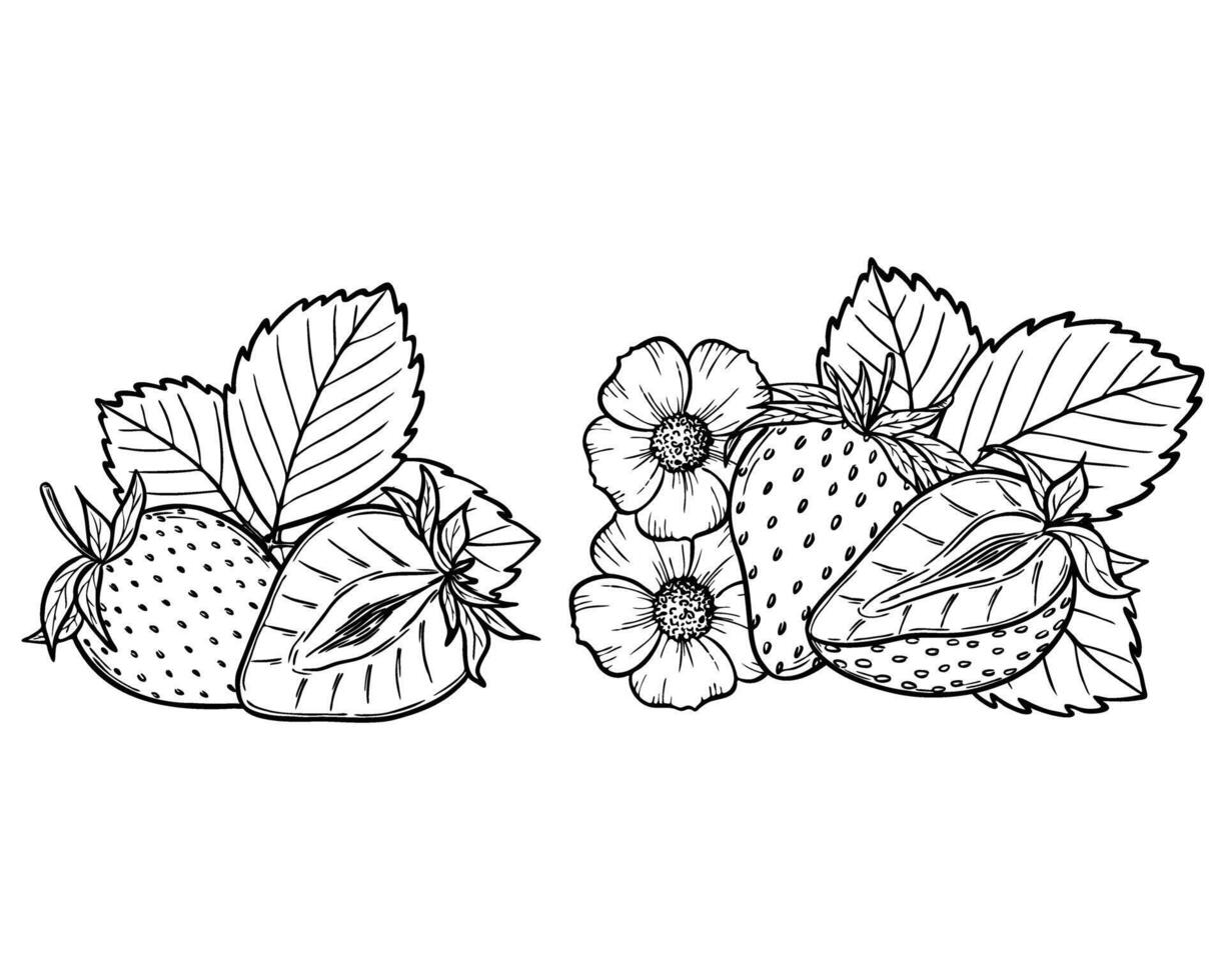 strawberry line art illustration set with berries, leaves and flowers, hand drawn botanical outline drawing, monochrome sketch. Design elements for coloring book, background, pattern, packaging vector