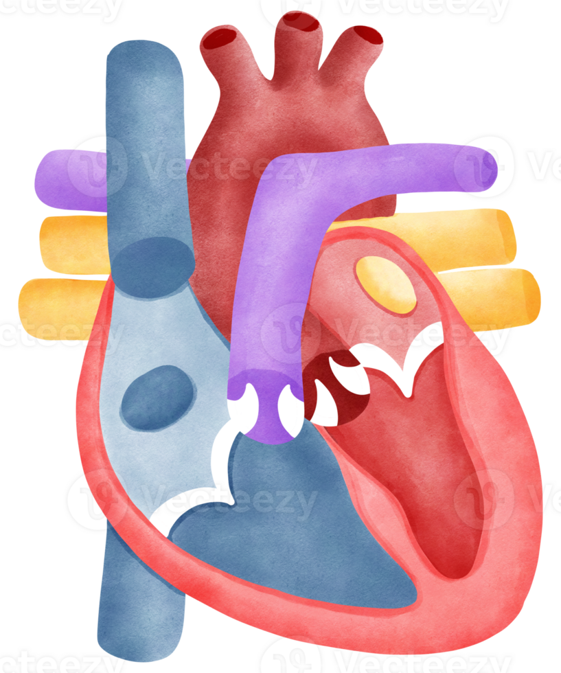 circulatory system of the heart diagram png