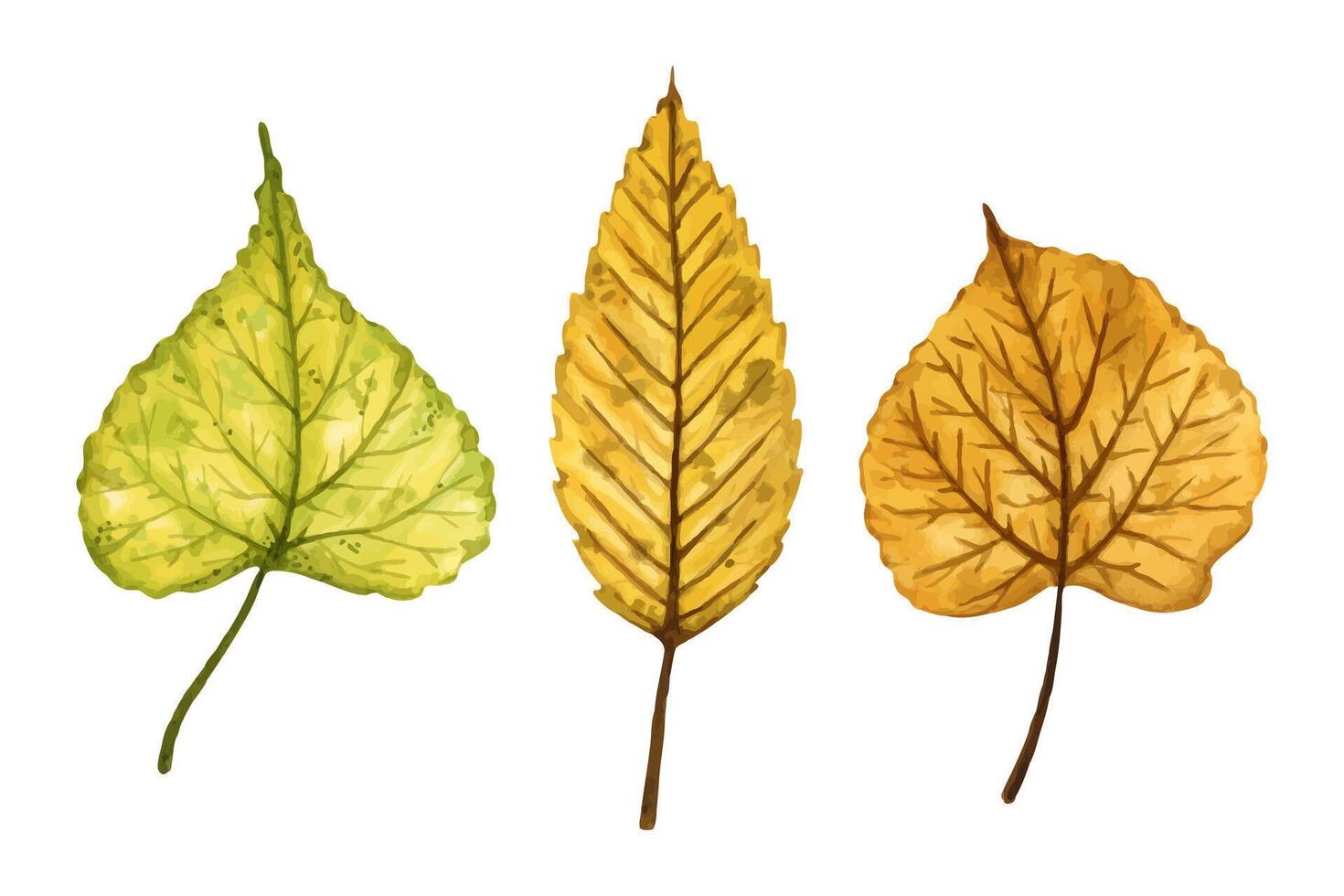 A set of autumn leaves elm and linden tree, hand drawn watercolor illustration isolated on white background. For design of patterns, textiles, stickers, postcards, greeting cards, invitations. vector