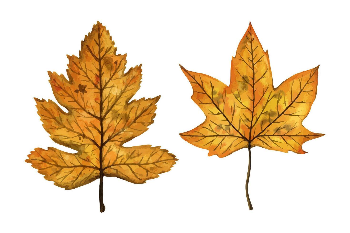 A set of autumn leaves wild service, maple tree, hand drawn watercolor illustration isolated on white background. For design of patterns, textiles, stickers, postcards, greeting cards, invitations. vector