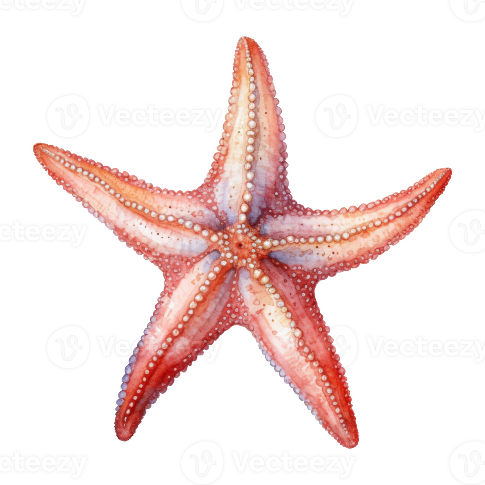 Starfish, Summer Illustration. Watercolor Style. png