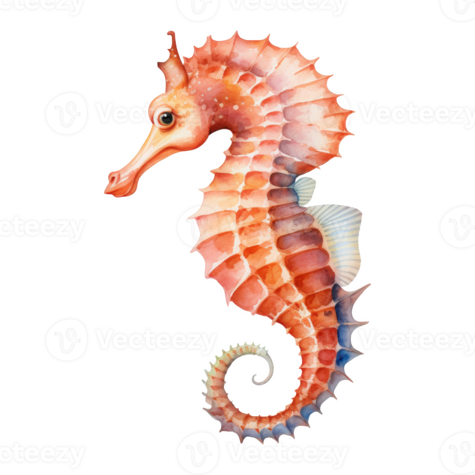 Sea Horse, Summer Illustration. Watercolor Style. png